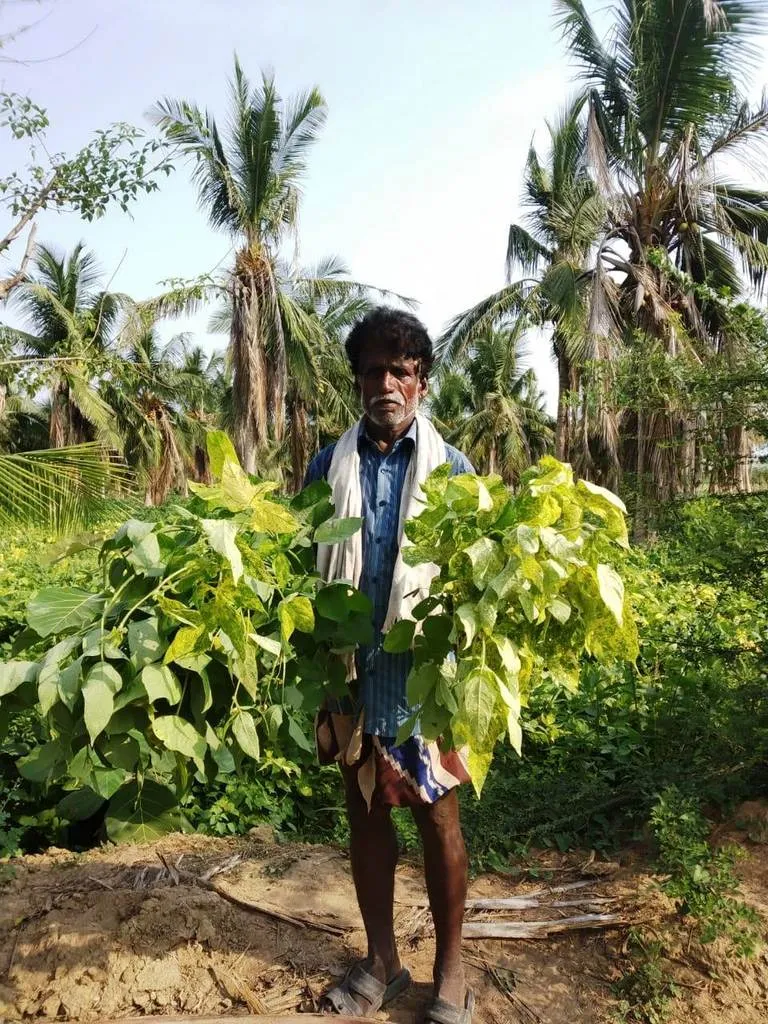  Unproductive Urad seed in thanjavur 